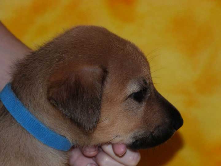 chinook puppy